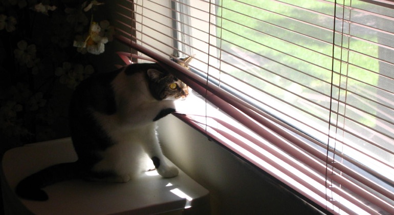 Cat looking through aluminum blinds in Fort Myers.